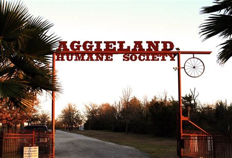 Aggieland animal shelter - Our canine enrichment program ensures our dogs are active, well-socialized, have opportunities for stress relief, and are mentally healthy during their stay at AgHS. Activities could include dog walking, enrichment activities, training, and other tasks. Canine training volunteers will learn basic and advanced training concepts and apply them ...